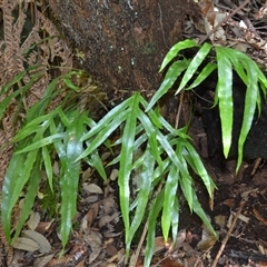 Zealandia pustulata subsp. pustulata (Kangaroo Fern) at Fitzroy Falls, NSW - 1 Dec 2024 by plants