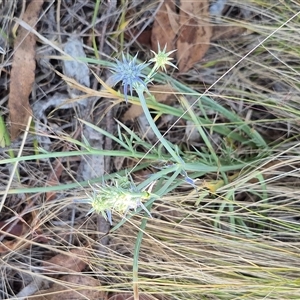 Eryngium ovinum at Lake George, NSW - 2 Dec 2024