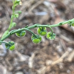 Hackelia suaveolens (Sweet Hounds Tongue) at Boorowa, NSW - 2 Dec 2024 by JaneR