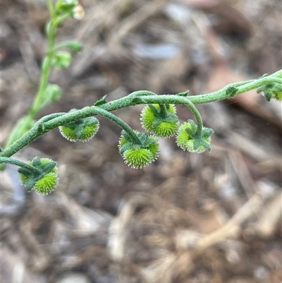 Hackelia suaveolens (Sweet Hounds Tongue) at Boorowa, NSW - 2 Dec 2024 by JaneR