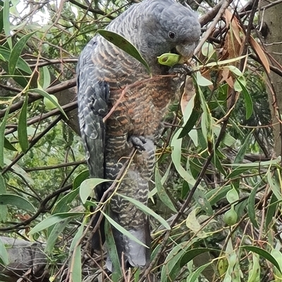 Callocephalon fimbriatum (Gang-gang Cockatoo) - 1 Jan 1900 by David