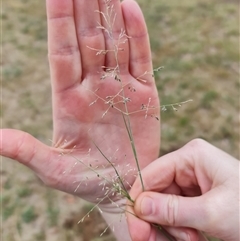 Eragrostis curvula (African Lovegrass) at O'Connor, ACT - 1 Dec 2024 by David