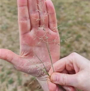 Eragrostis curvula (African Lovegrass) at O'Connor, ACT by David