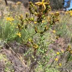 Hypericum perforatum (St John's Wort) at Watson, ACT - 2 Dec 2024 by waltraud