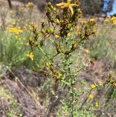 Hypericum perforatum (St John's Wort) at Watson, ACT - 2 Dec 2024 by waltraud