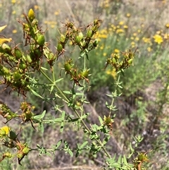 Hypericum perforatum at Watson, ACT - 2 Dec 2024 01:12 PM