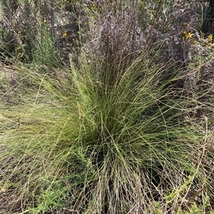 Nassella trichotoma (Serrated Tussock) at Watson, ACT by waltraud