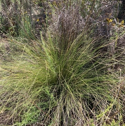 Nassella trichotoma (Serrated Tussock) at Watson, ACT - 2 Dec 2024 by waltraud