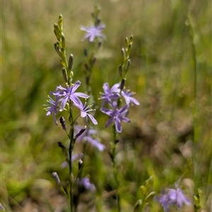 Caesia calliantha (Blue Grass-lily) at Kambah, ACT by mainsprite