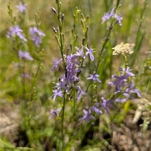 Caesia calliantha at Kambah, ACT - 2 Dec 2024