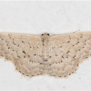 Idaea philocosma (Flecked Wave) at Melba, ACT by kasiaaus