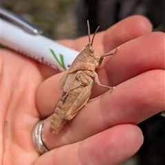 Goniaea australasiae (Gumleaf grasshopper) at Kambah, ACT - 26 Nov 2024 by mainsprite