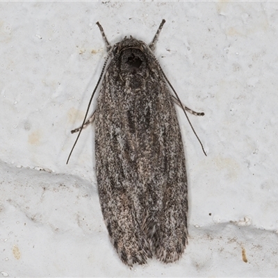 Agriophara (genus) (A Flat-bodied moth (Depressidae) at Melba, ACT - 27 Nov 2024 by kasiaaus