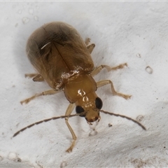 Monolepta sp. (genus) (Leaf beetle) at Melba, ACT - 28 Nov 2024 by kasiaaus