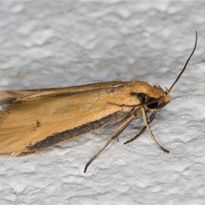 Philobota protecta (A concealer moth) at Melba, ACT - 28 Nov 2024 by kasiaaus