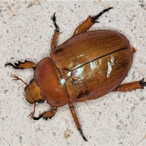 Anoplognathus sp. (genus) at Melba, ACT by kasiaaus