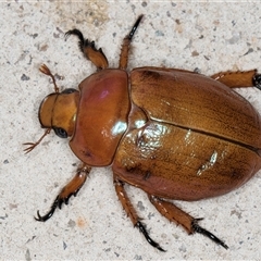 Anoplognathus montanus at Melba, ACT - 28 Nov 2024 12:41 AM