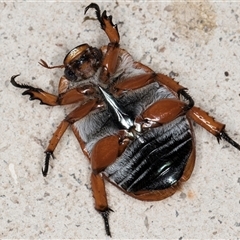 Anoplognathus montanus at Melba, ACT - 28 Nov 2024 12:41 AM