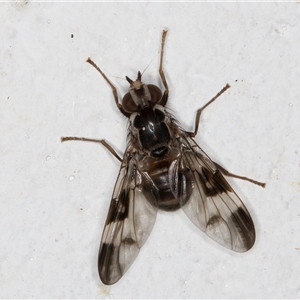 Cardiacera sp. (genus) at Melba, ACT - 28 Nov 2024 12:45 AM