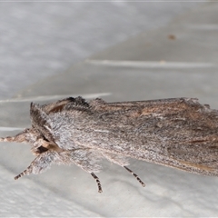 Destolmia lineata (Streaked Notodontid Moth) at Melba, ACT - 28 Nov 2024 by kasiaaus