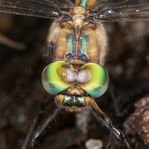 Hemicordulia australiae at Melba, ACT - 28 Nov 2024