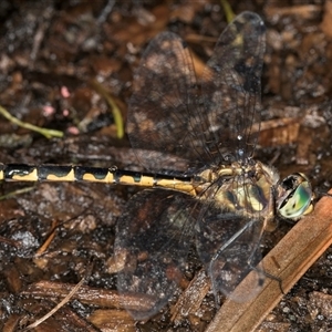 Hemicordulia australiae at Melba, ACT - 28 Nov 2024