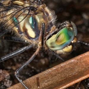 Hemicordulia australiae at Melba, ACT - 28 Nov 2024