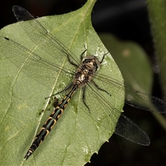 Hemicordulia australiae at Melba, ACT - 28 Nov 2024