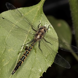 Hemicordulia australiae at Melba, ACT - 28 Nov 2024 09:10 AM