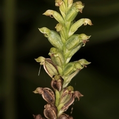 Microtis sp. (Onion Orchid) at Melba, ACT - 28 Nov 2024 by kasiaaus