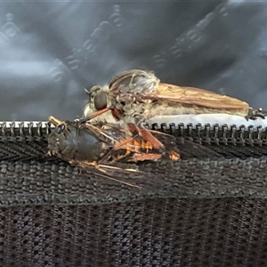 Neoaratus hercules (Herculean Robber Fly) at Acton, ACT by ANBGLibrary