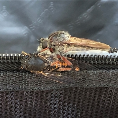 Neoaratus hercules (Herculean Robber Fly) at Acton, ACT - 2 Dec 2024 by ANBGLibrary