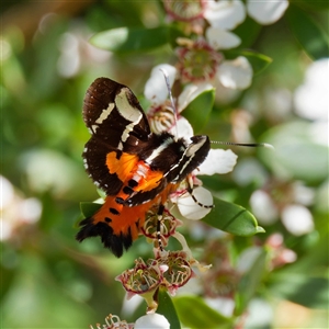 Hecatesia fenestrata at Uriarra Village, ACT - 2 Dec 2024 11:11 AM