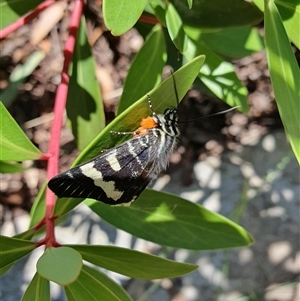 Phalaenoides glycinae at Weston, ACT - suppressed