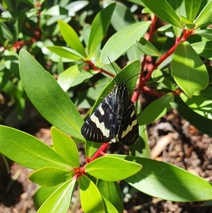 Phalaenoides glycinae at Weston, ACT - suppressed