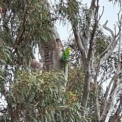 Polytelis swainsonii (Superb Parrot) at Throsby, ACT - 3 Dec 2024 by RangerRiley