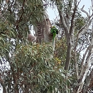 Polytelis swainsonii at Throsby, ACT - suppressed