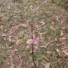 Dipodium roseum (Rosy Hyacinth Orchid) at Oakdale, NSW - 3 Dec 2024 by bufferzone