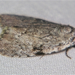 Barasa cymatistis (Nolinae) at Sheldon, QLD - 21 Jun 2008 by PJH123