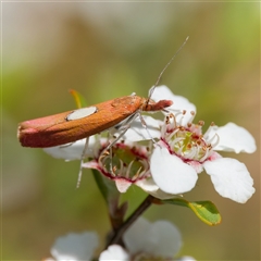 Canuza euspilella (A Crambid moth) at Uriarra Village, ACT - 2 Dec 2024 by DPRees125