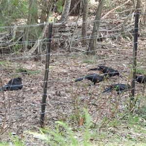 Corcorax melanorhamphos (White-winged Chough) at Oakdale, NSW by bufferzone