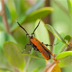 Snellenia lineata at Uriarra Village, ACT - 2 Dec 2024 02:28 PM