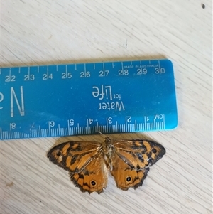 Heteronympha merope at Flynn, ACT - 3 Dec 2024