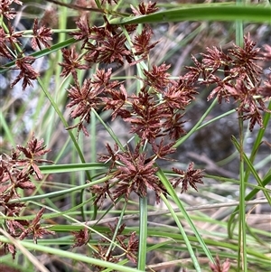 Cyperus gunnii subsp. gunnii (Flecked Flat-Sedge) at Boorowa, NSW by JaneR