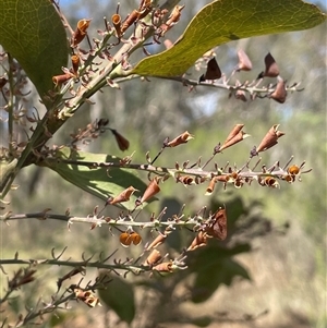 Daviesia latifolia (Hop Bitter-Pea) at Boorowa, NSW by JaneR