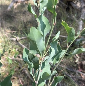 Daviesia latifolia at Boorowa, NSW - 2 Dec 2024 03:36 PM