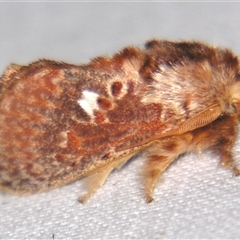 Pseudanapaea (genus) (A cup moth) at Sheldon, QLD - 21 Jun 2008 by PJH123