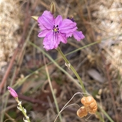 Arthropodium fimbriatum (Nodding Chocolate Lily) at Boorowa, NSW - 2 Dec 2024 by JaneR