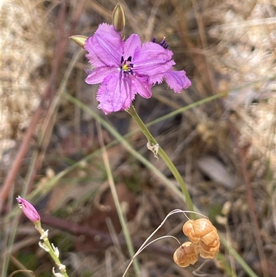 Arthropodium fimbriatum (Nodding Chocolate Lily) at Boorowa, NSW - 2 Dec 2024 by JaneR