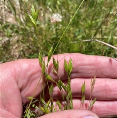 Bromus hordeaceus (A Soft Brome) at Cotter River, ACT - 2 Dec 2024 by nathkay